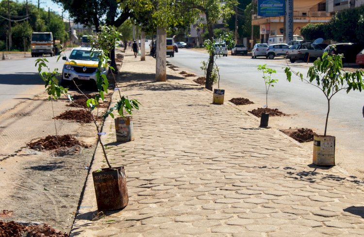 Secretaria do Ambiente de Itaperuna realiza arborização urbana do calçadão