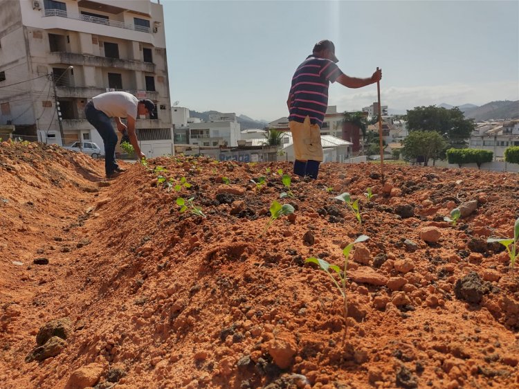 ‘Programa Mãos à Horta’ visa plantar mais de 300 mil mudas de hortaliças em Itaperuna