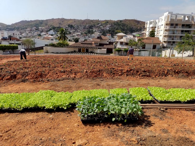 ‘Programa Mãos à Horta’ visa plantar mais de 300 mil mudas de hortaliças em Itaperuna