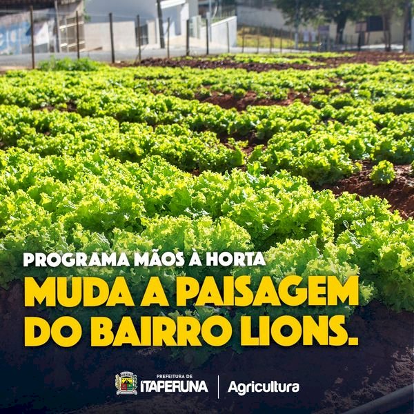 Programa Mãos à Horta muda a paisagem do bairro Lions.