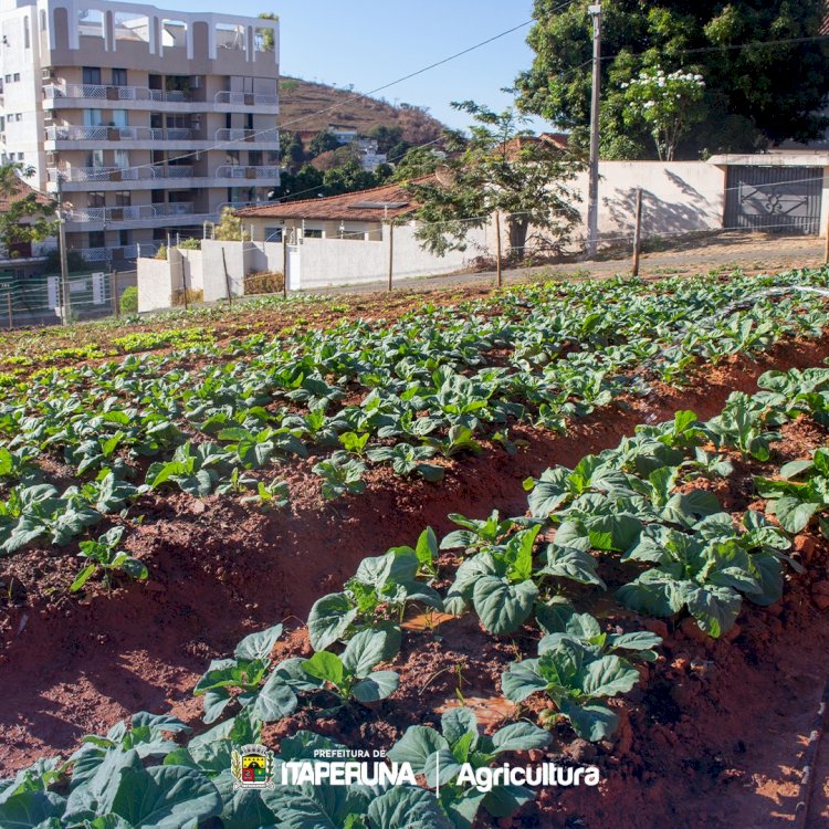 Programa Mãos à Horta muda a paisagem do bairro Lions.