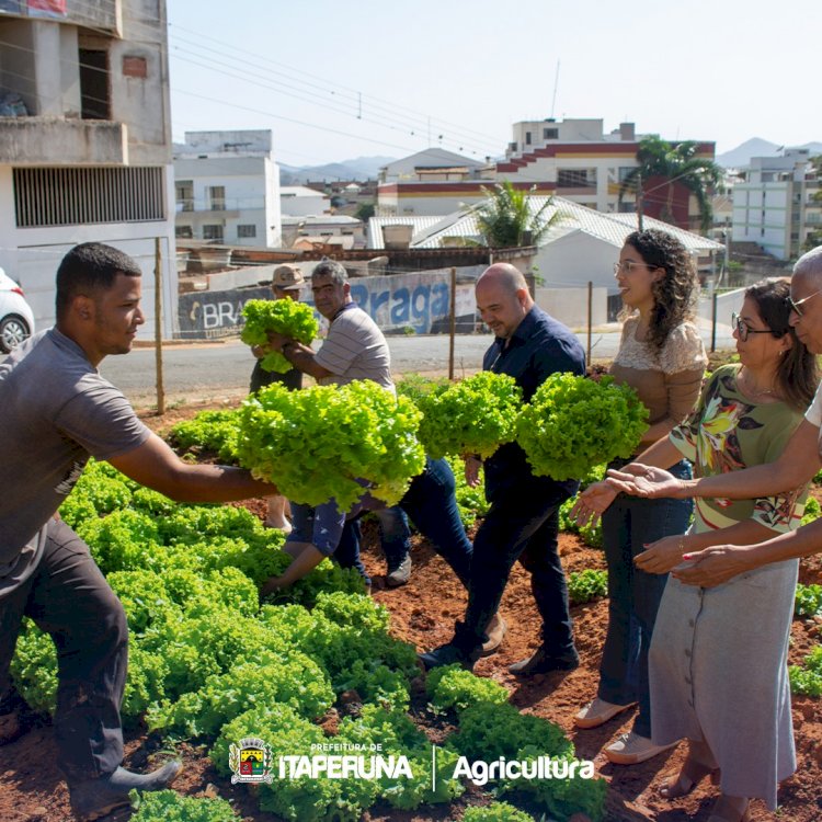 Prefeitura realiza primeira colheita da Horta Municipal.