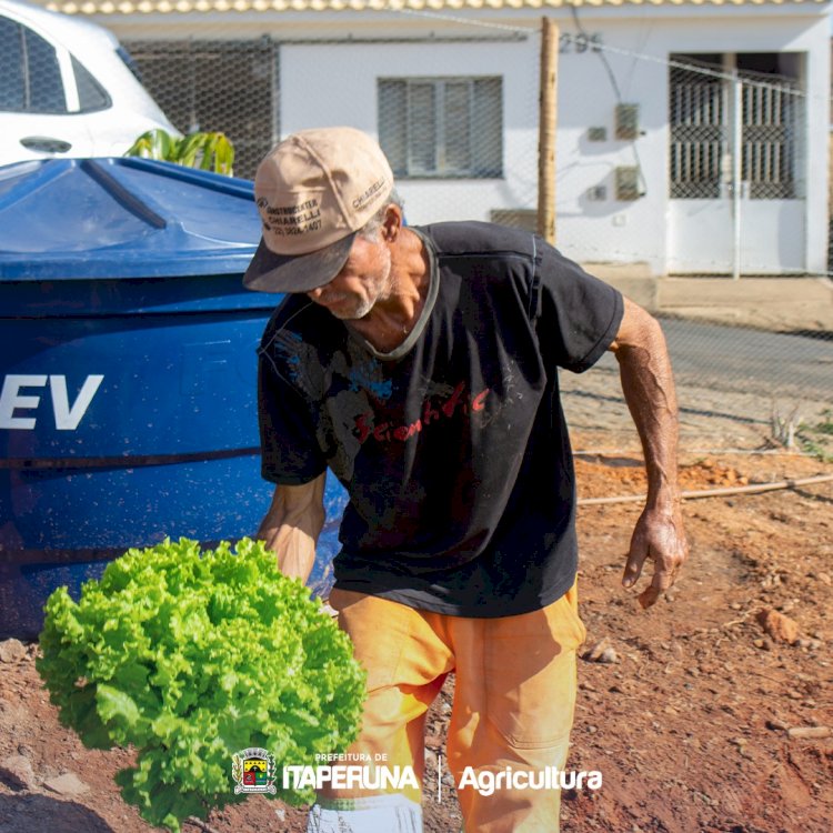 Prefeitura realiza primeira colheita da Horta Municipal.