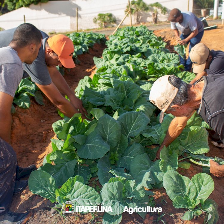 Prefeitura realiza primeira colheita da Horta Municipal.