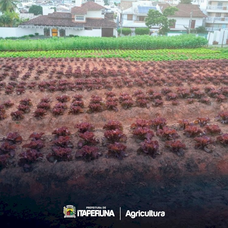 Programa Mãos à Horta realça a paisagem em Itaperuna.