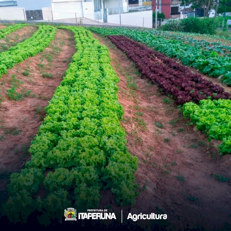 Programa Mãos à Horta realça a paisagem em Itaperuna.