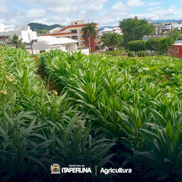 Programa Mãos à Horta realça a paisagem em Itaperuna.