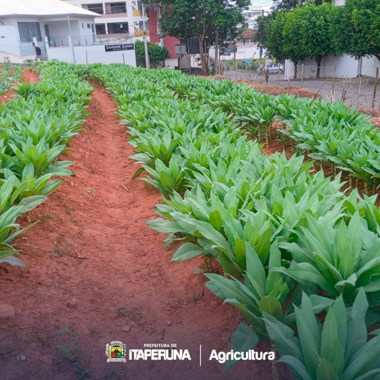 Programa ‘Mãos à Horta’ ajuda na alimentação de muitas famílias em Itaperuna.