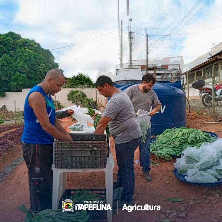 Programa ‘Mãos à Horta’ ajuda na alimentação de muitas famílias em Itaperuna.