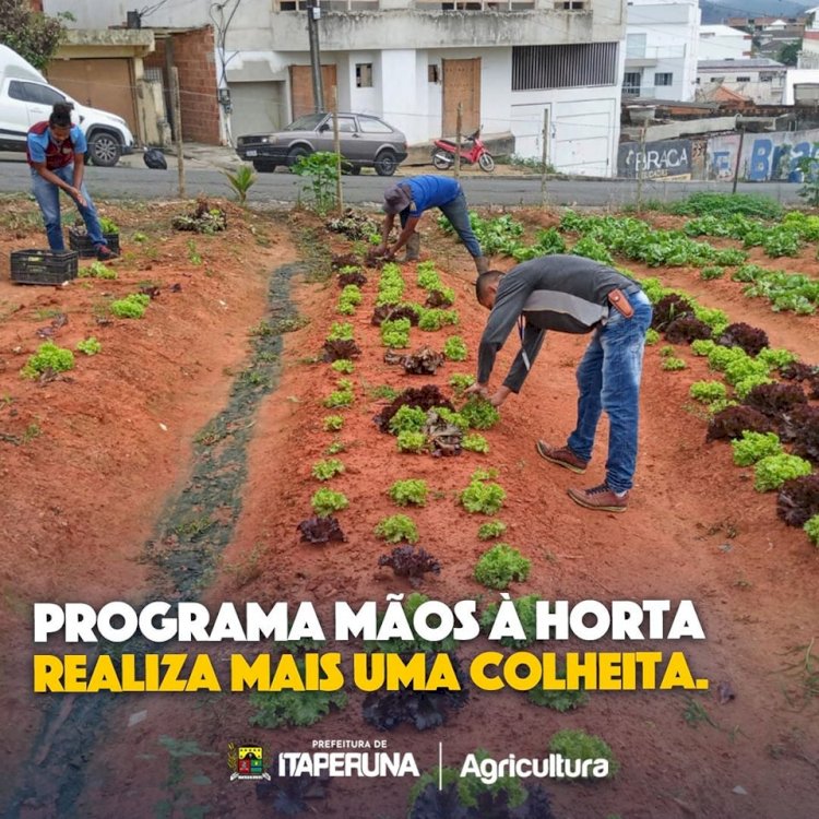 Programa Mãos à Horta realiza mais uma colheita.