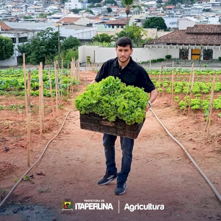 Programa Mãos à Horta realiza mais uma colheita.