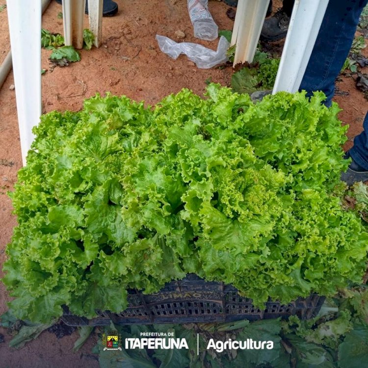 Programa Mãos à Horta realiza mais uma colheita.