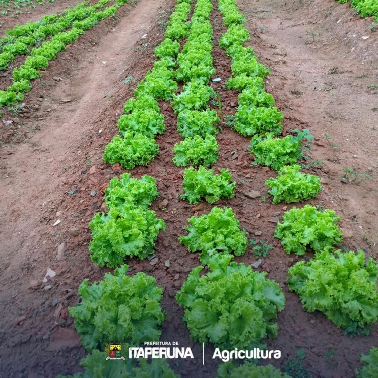 Programa Mãos à Horta realiza mais uma colheita.