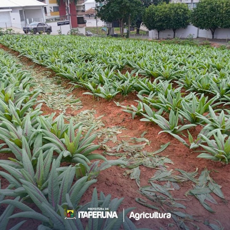 Programa Mãos à Horta realiza mais uma colheita.