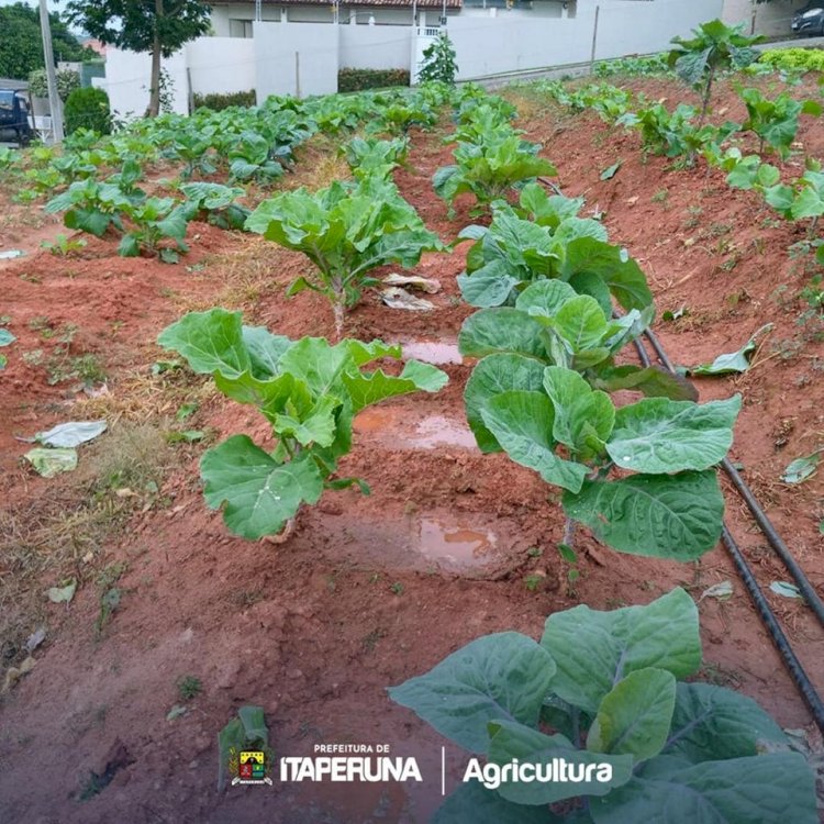 Programa Mãos à Horta realiza mais uma colheita.