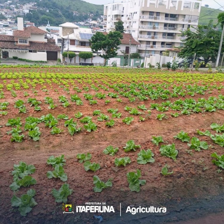 Programa Mãos à Horta realiza mais uma colheita.