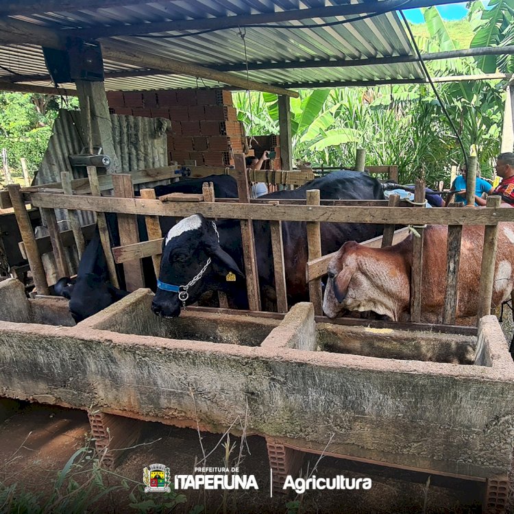 Começa mais uma etapa do Programa de inseminação artificial para gado de leite e de corte em Itaperuna.