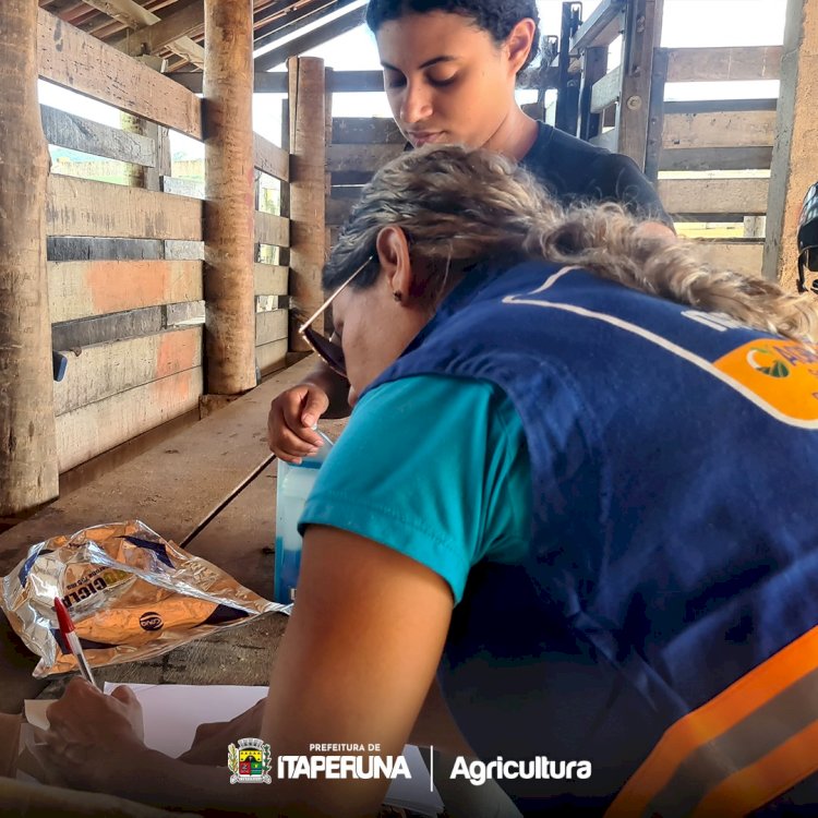 Começa mais uma etapa do Programa de inseminação artificial para gado de leite e de corte em Itaperuna.