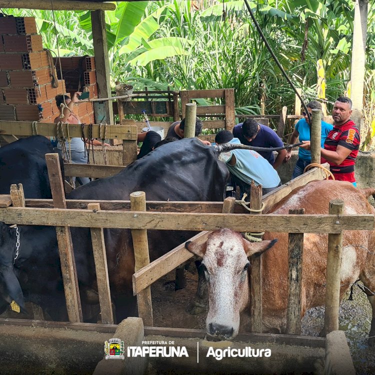 Começa mais uma etapa do Programa de inseminação artificial para gado de leite e de corte em Itaperuna.